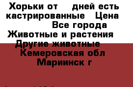   Хорьки от 35 дней есть кастрированные › Цена ­ 2 000 - Все города Животные и растения » Другие животные   . Кемеровская обл.,Мариинск г.